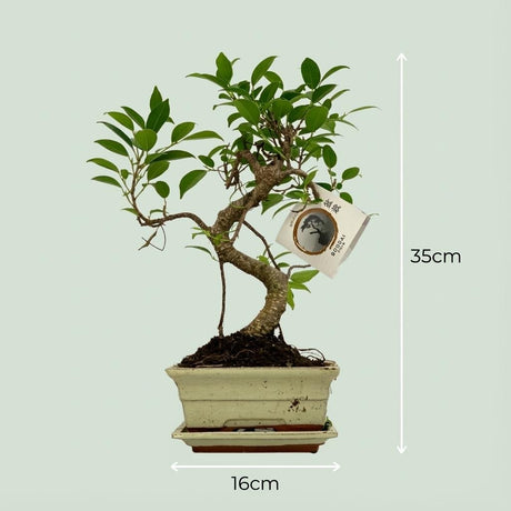 Livraison plante Arbre bonsaï et pot en céramique