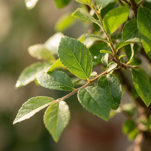 Livraison plante Arbre bonsaï et pot en céramique