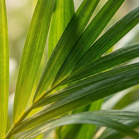 Livraison plante Areca Dypsis Lutescens