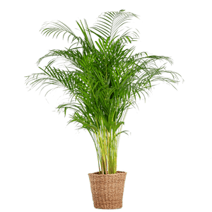 Livraison plante Areca Palm XL et son pot