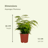Livraison plante Asparagus Plumosus