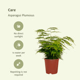 Livraison plante Asparagus Plumosus
