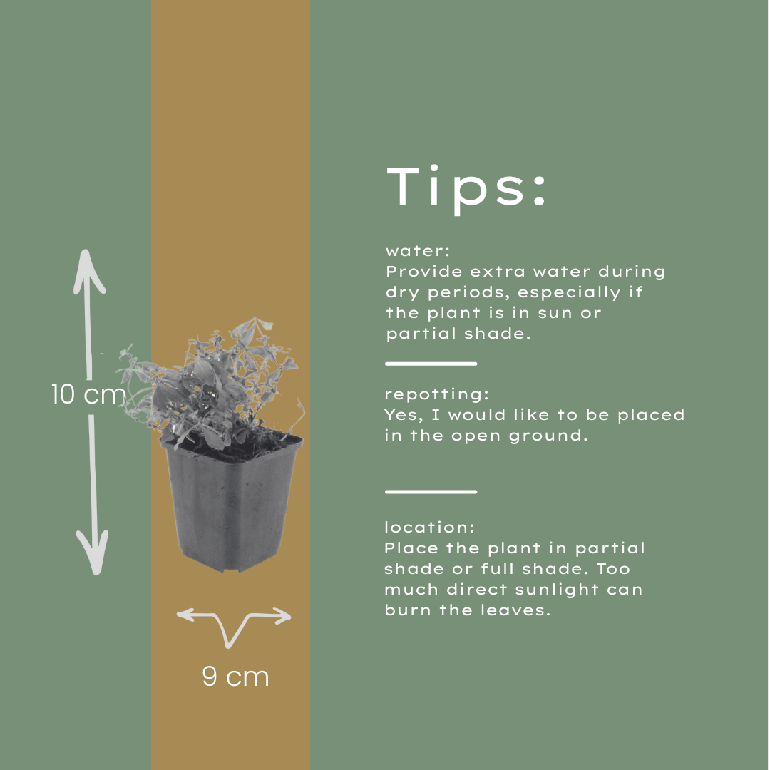 Livraison plante Aspérule odorante