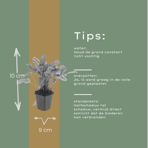 Livraison plante Asplenium