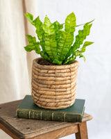 Livraison plante Asplenium Crispy Wave