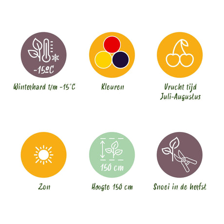 Livraison plante Assortiment fruitier – Lot de 3 – Pot 9 cm