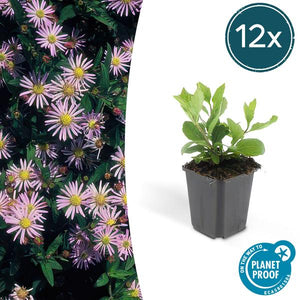 Livraison plante Aster du Japon 'Asran'