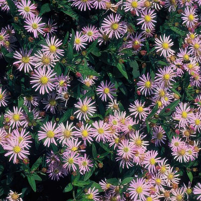 Áster de Japón (Aster ageratoides) 'Asran'