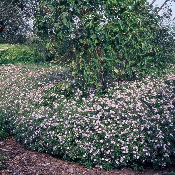 Livraison plante Aster du Japon 'Asran'