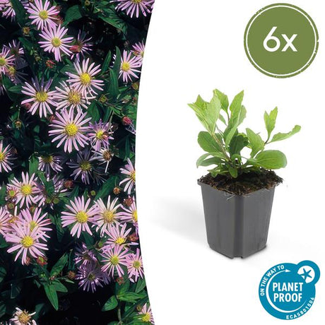 Livraison plante Aster du Japon 'Asran'