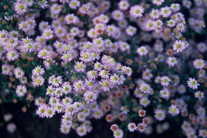 Livraison plante Aster du Japon 'Stardust'