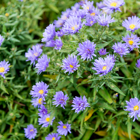 Livraison plante Aster frikarti