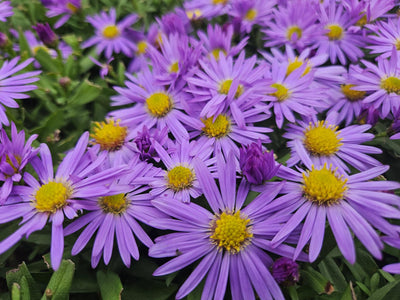 Áster Enano de Otoño (Aster dumosus) 'Prof. Anton Kippenberg'