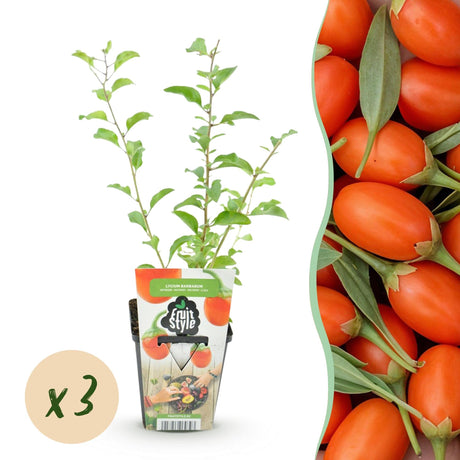 Livraison plante Baie de Goji barbarum x6