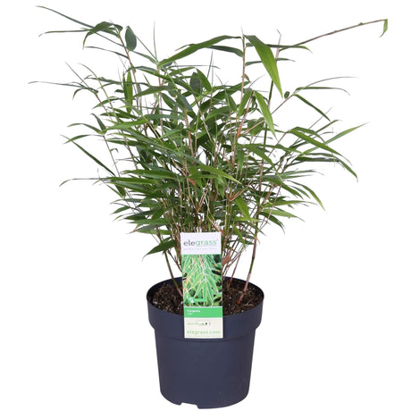 Livraison plante Bambou - Fargesia Rufa - ↨40cm - Ø14 - plante d'extérieur