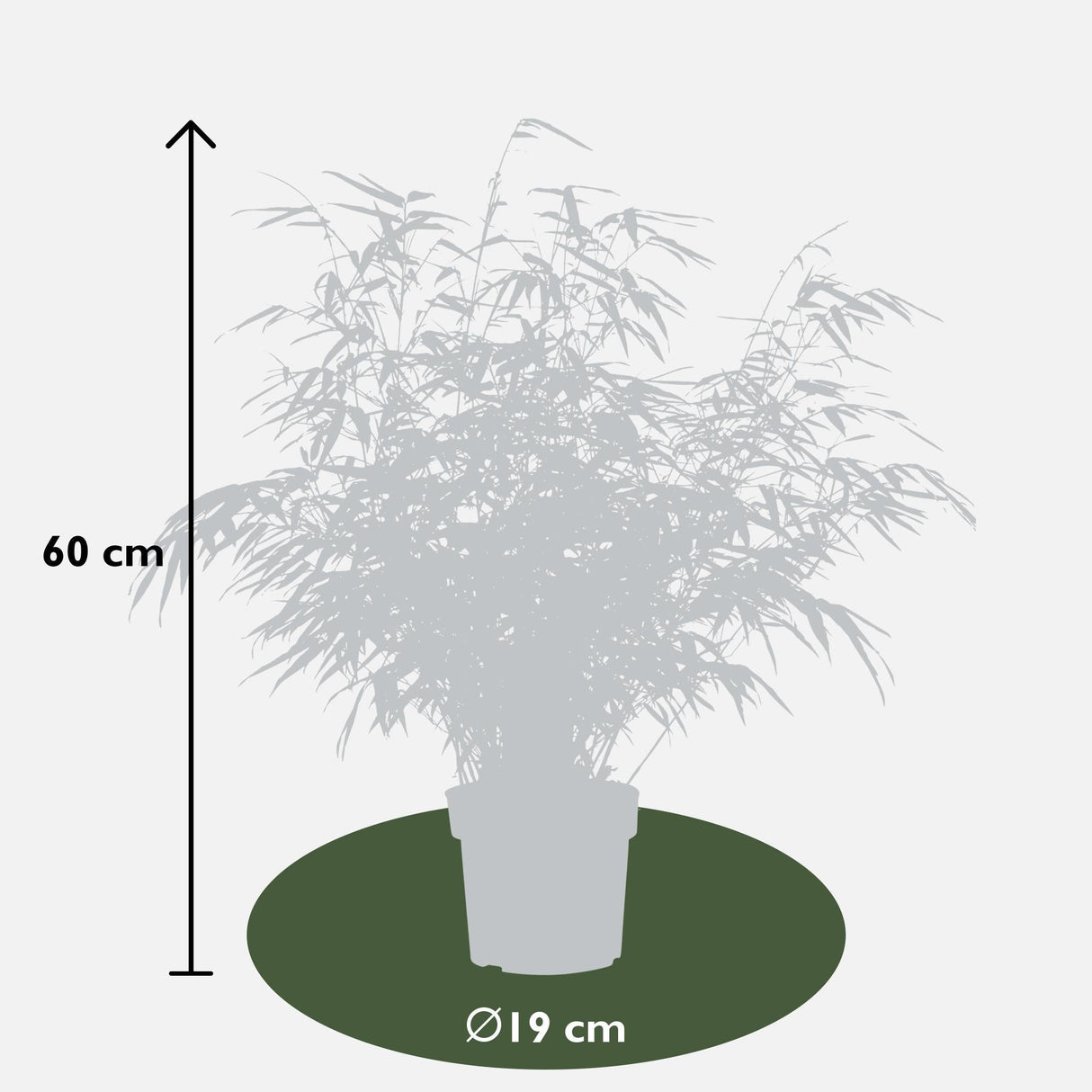 Livraison plante Bambou - Fargesia Rufa - ↨60cm - Ø19 - plante d'extérieur