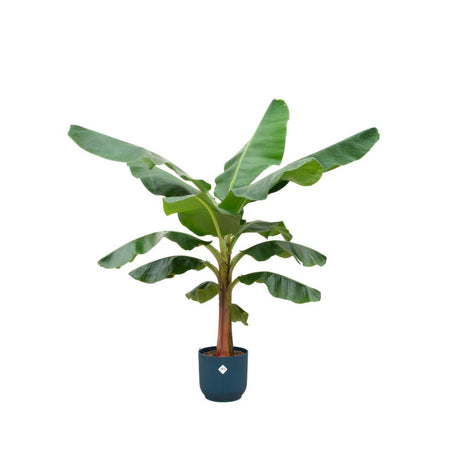 Livraison plante Bananier Musa 150cm et son pot