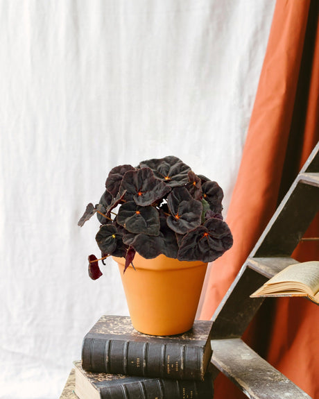 Livraison plante Begonia Rex Conga