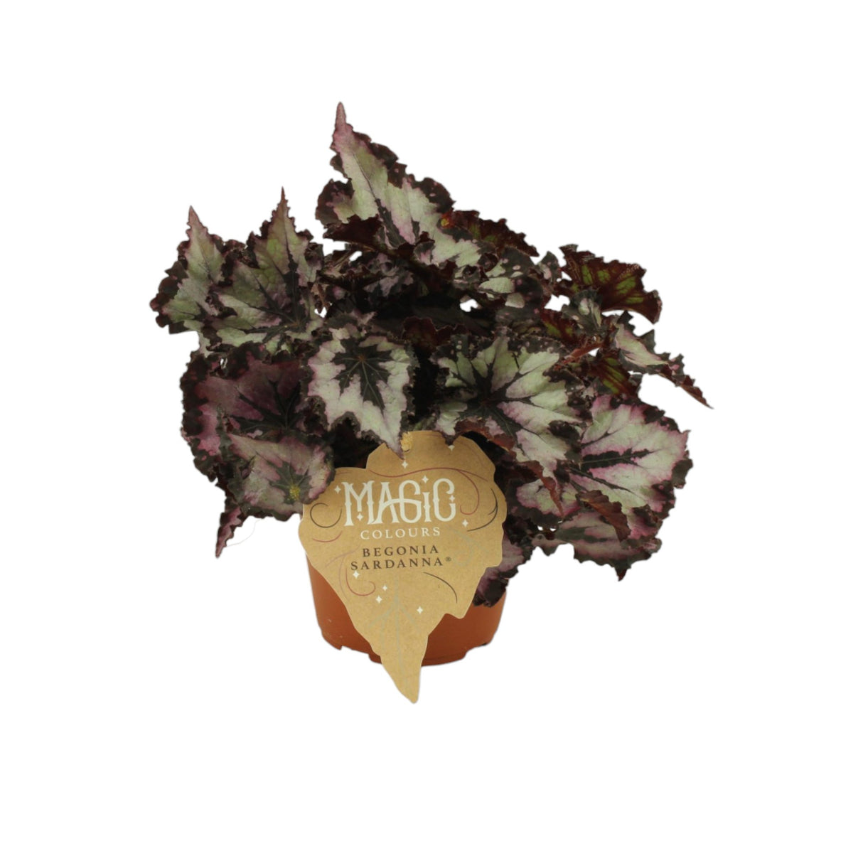 Livraison plante Begonia Rex 'Sardanna'