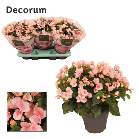 Livraison plante Begonia rose pâle d19cm h35cm