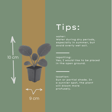 Livraison plante Bergénie à feuille charnue