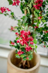 Livraison plante Bougainvillier Liane Fuschia - Arbre artificiel