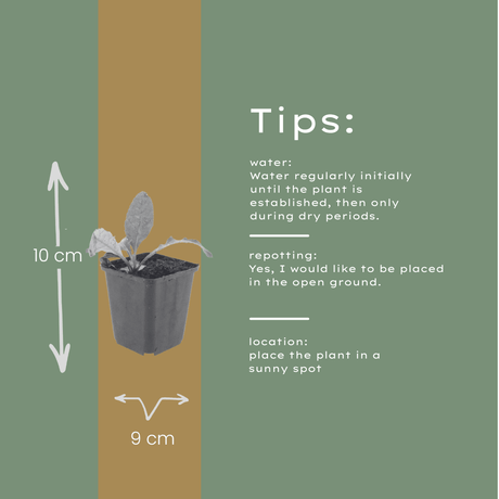 Livraison plante Boule azurée