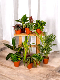 Caja - 10 plantas de interior descontaminantes