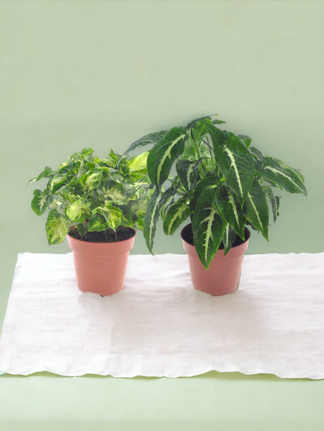 Livraison plante Box - 2 syngonium