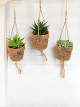 Livraison plante Box - 3 kokodama Succulente