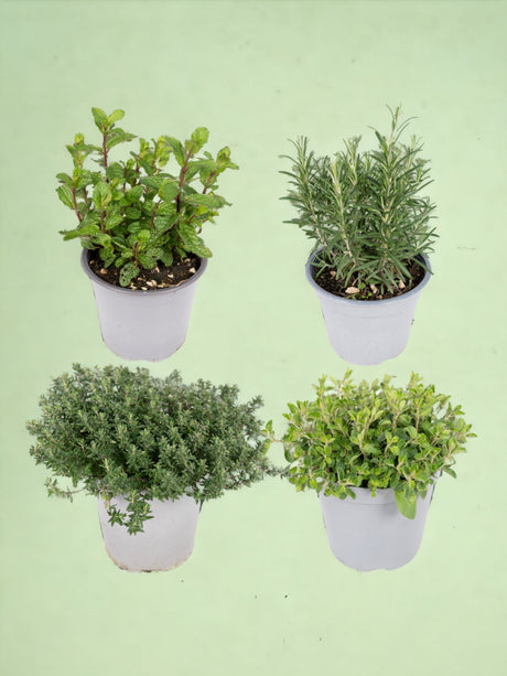 Livraison plante Box - 4 herbes aromatiques