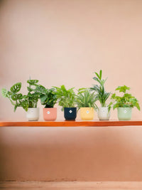 Caja sorpresa 6 plantas + Cache-Pot