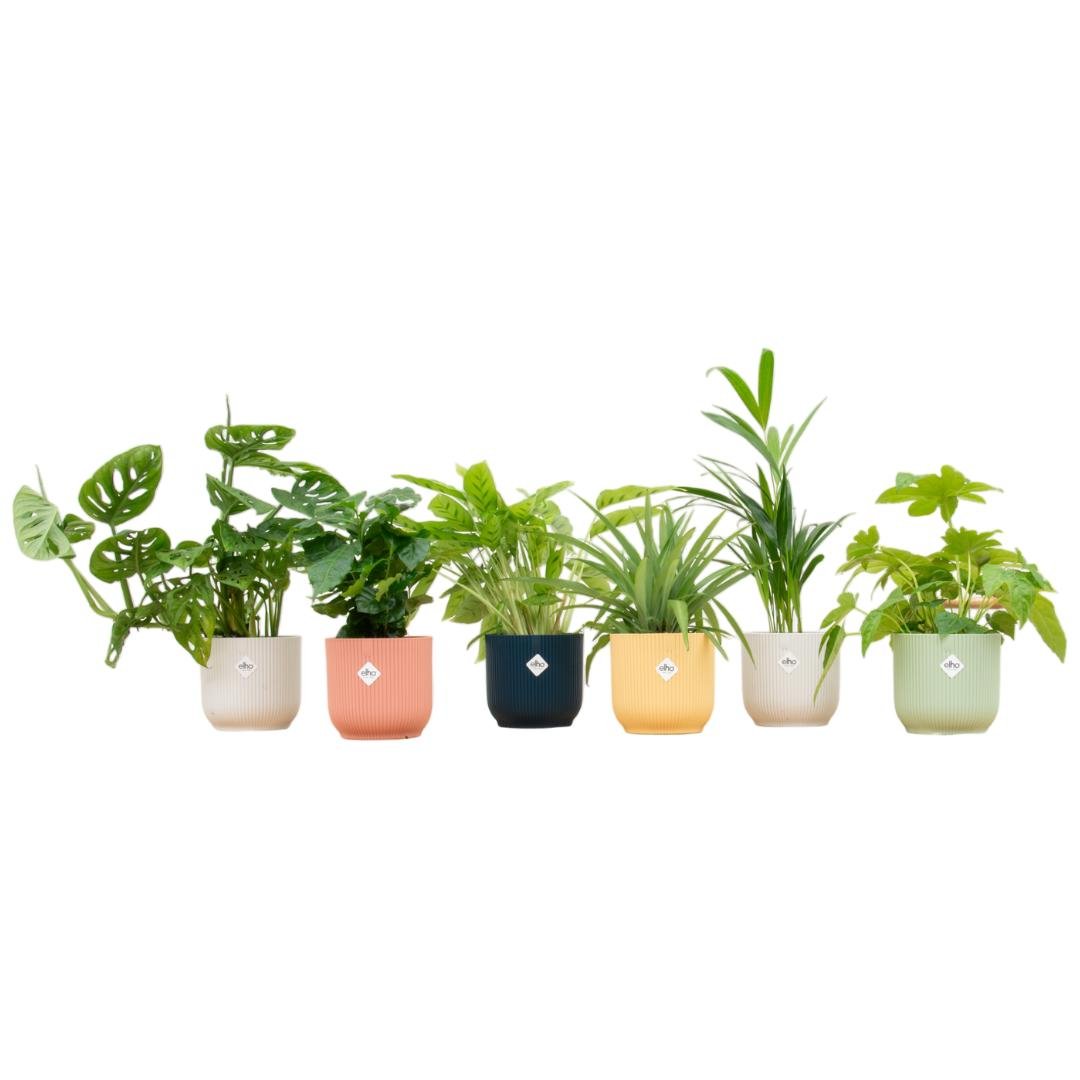 Livraison plante Box surprise 6 plantes d'intérieur et pots elho colorés Ø14