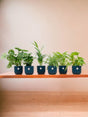Livraison plante Box surprise 6 plantes d'intérieur et pots elho Vibes bleu Ø14
