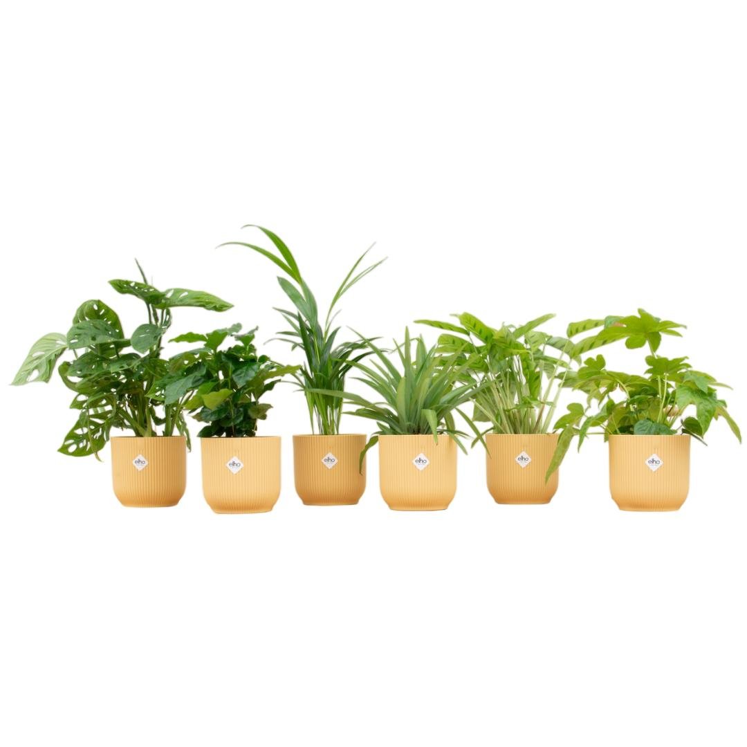 Livraison plante Box surprise - 6 plantes et pots Elho Vibes jaune Ø14
