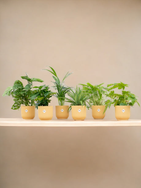 Livraison plante Box surprise - 6 plantes et pots Elho Vibes jaune Ø14