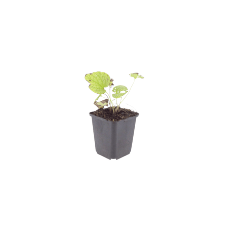 Livraison plante Brunnera Jack frost
