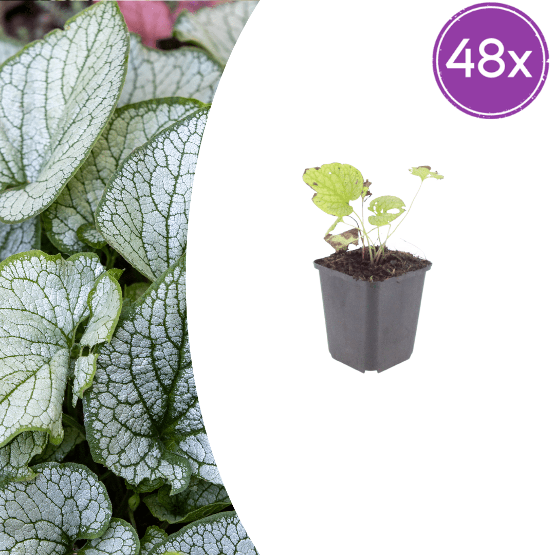Livraison plante Brunnera Jack frost