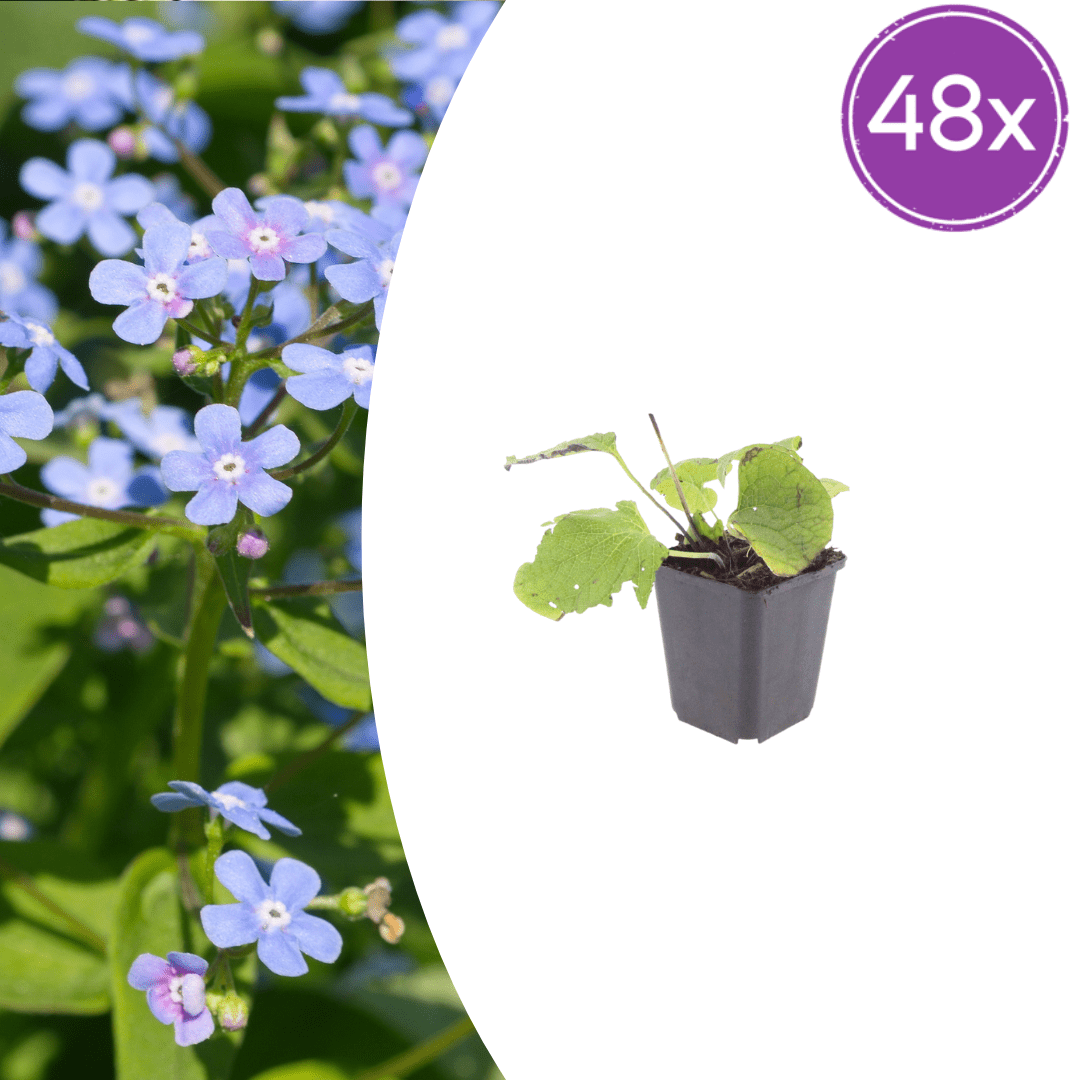 Livraison plante Brunnera macrophylla