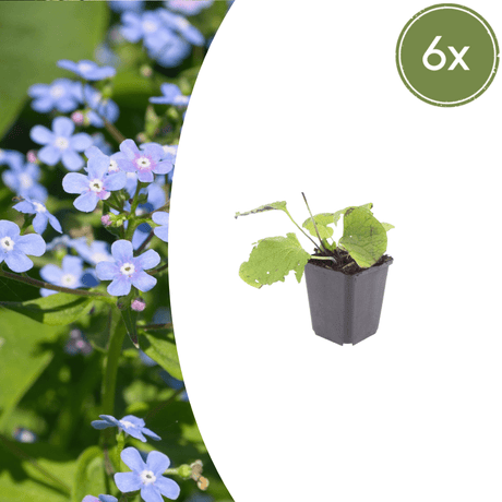Livraison plante Brunnera macrophylla