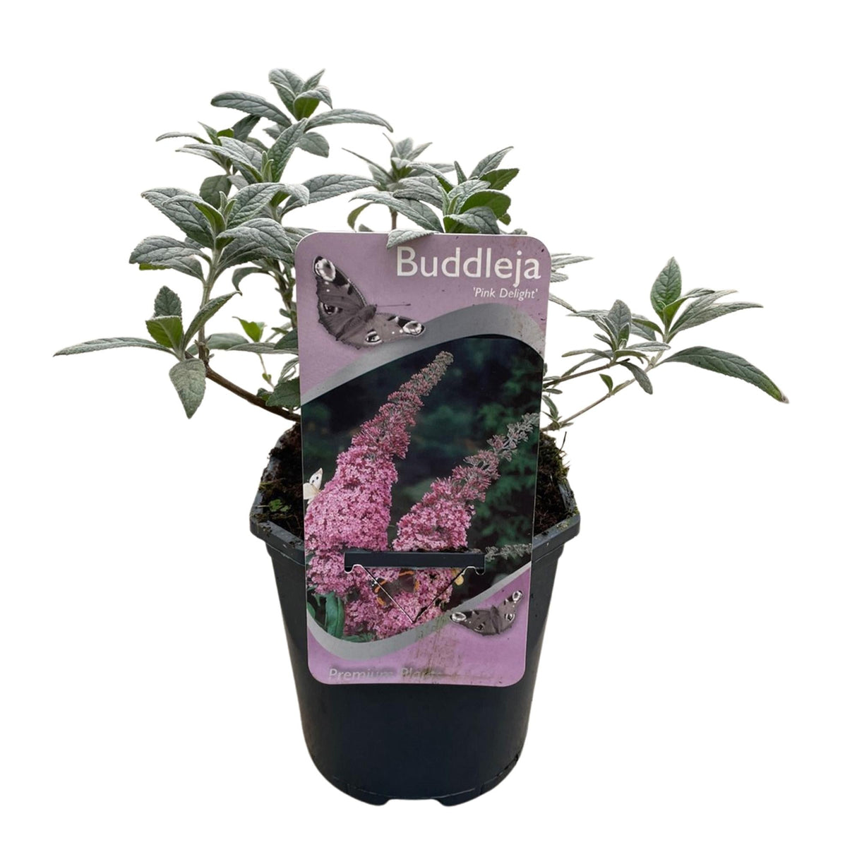 Livraison plante Buddleja davidii Pink Delight – Pot 17 cm – Hauteur 25 cm