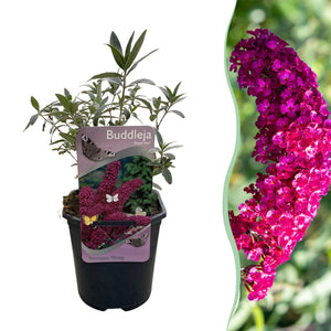 Livraison plante Buddleja davidii Royal Red – Pot 17 cm – Hauteur 25 cm