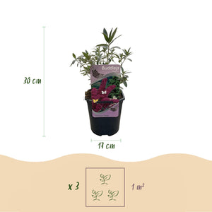 Livraison plante Buddleja davidii Royal Red – Pot 17 cm – Hauteur 25 cm