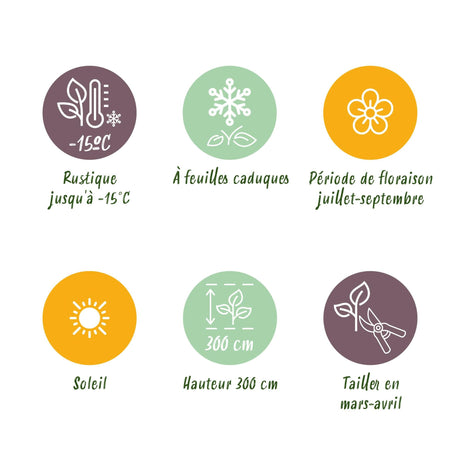 Livraison plante Buddleja davidii Royal Red – Pot 17 cm – Hauteur 25 cm