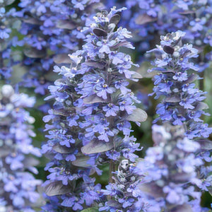 Livraison plante Bugle rampant 'Burgundy Glow'