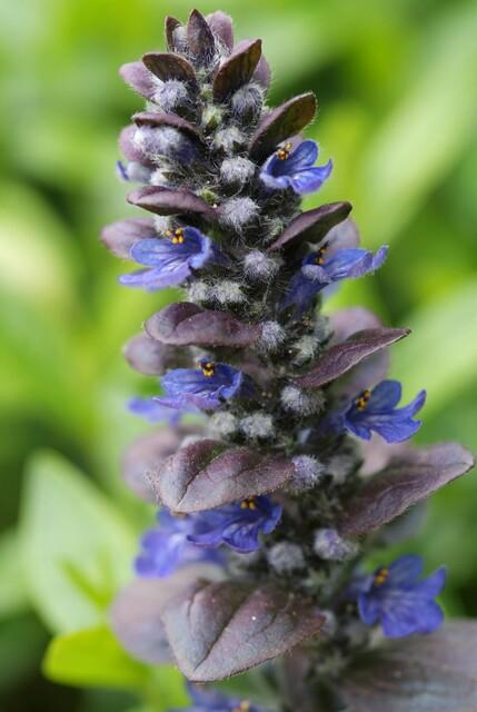 Livraison plante Bugle rampant 'Catlin's Giant'