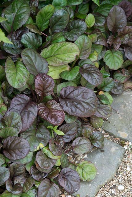 Livraison plante Bugle rampant 'Catlin's Giant'