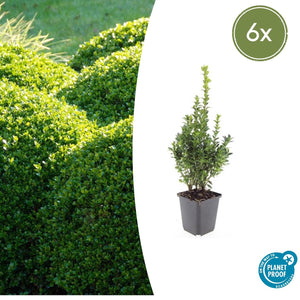 Livraison plante Buis buxus Sempervirens