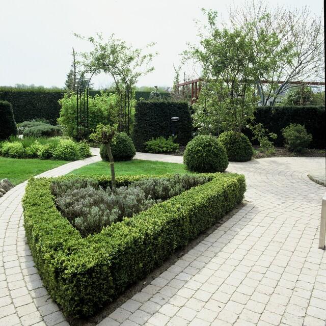 Livraison plante Buis buxus Sempervirens