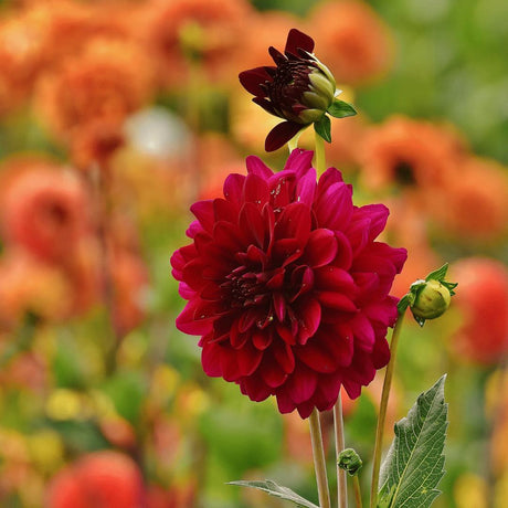 Livraison plante Bulbe de Dahlia Heatwave, grandes fleurs rouge foncé